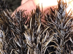 Odonthalia floccosa
