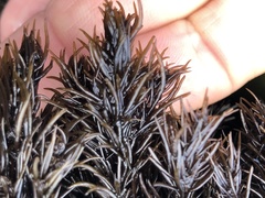 Odonthalia floccosa