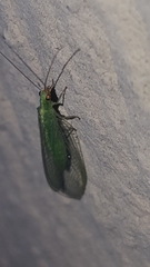 Chrysoperla mediterranea