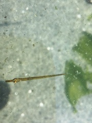 Aulorhynchus flavidus