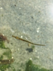 Aulorhynchus flavidus