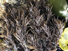 Odonthalia floccosa