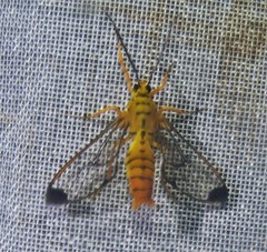 Isanthrene felderi