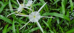 Hymenocallis rotata