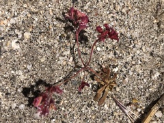 Sidotheca emarginata