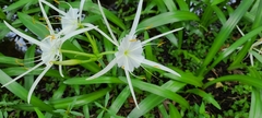 Hymenocallis rotata