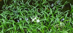 Hymenocallis rotata