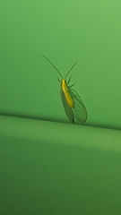 Chrysoperla mediterranea