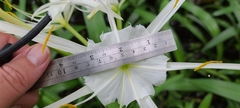 Hymenocallis rotata