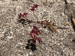 Sidotheca emarginata