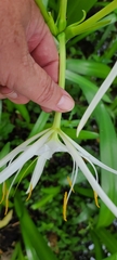 Hymenocallis rotata