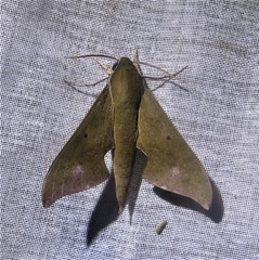 Xylophanes hannemanni