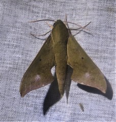 Xylophanes hannemanni