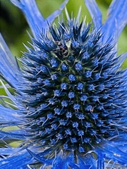 Eryngium planum