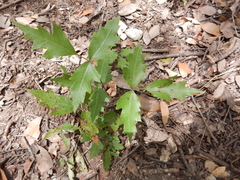 Toxicodendron radicans verrucosum