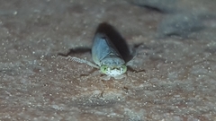 Cicadellidae