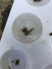 Hydropsyche californica