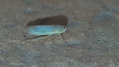 Cicadellidae