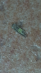 Cicadellidae
