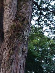 Tillandsia pohliana