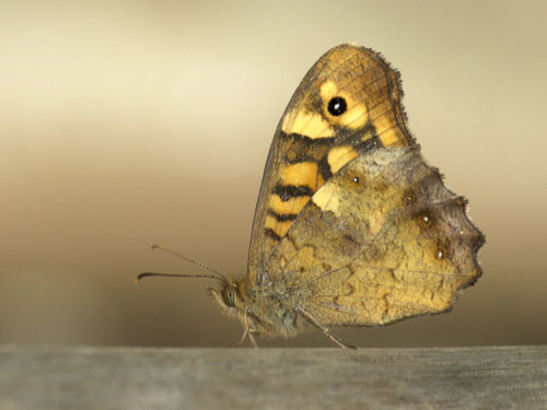 Margasis satyras nuotrauka