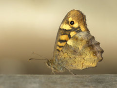 Speckled Wood