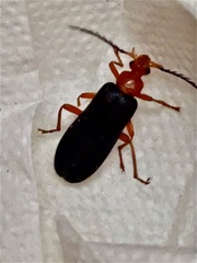 Neopyrochroa