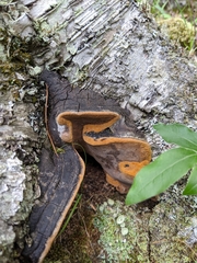 Phellinus lundellii