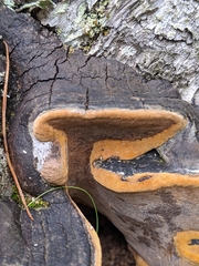 Phellinus lundellii