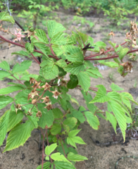 Rubus setosus