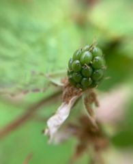 Rubus setosus