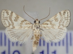 Aporocosmus lamprodeta
