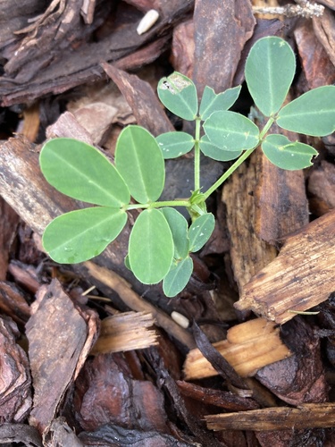 Arachis hypogaea