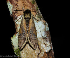 Manduca hannibal hamilcar