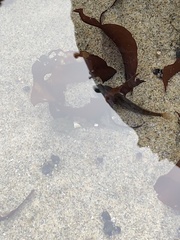 Oligocottus maculosus