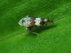 Scaphoideus titanus