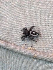 Phidippus audax