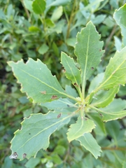 Nidorella ivifolia