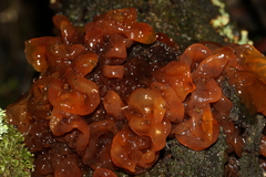 Tremella vesiculosa