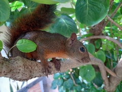 Sciurus granatensis
