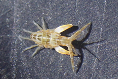 Ischyroceridae