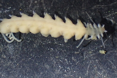 Amblyosyllis