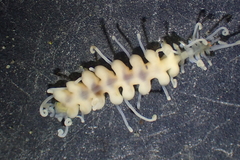 Amblyosyllis