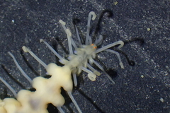 Amblyosyllis