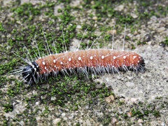 Erebidae
