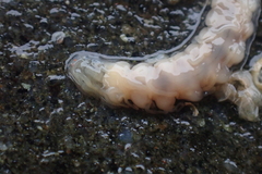 Amblyosyllis