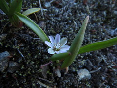 Lewisia pygmaea