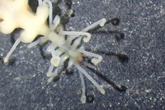 Amblyosyllis