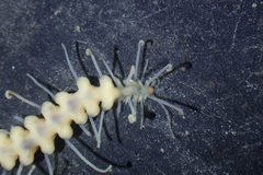 Amblyosyllis