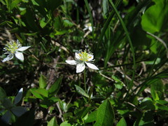 Coptis trifolia